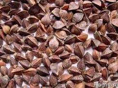 Семена гречихи Дикуль РС-1