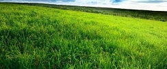 Злаково-бобовые травосмеси