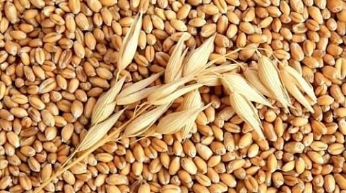 Семена пшеницы яровой Дарья ЭС